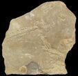 Cruziana (Fossil Trilobite Trackway) - Morocco #49193-1